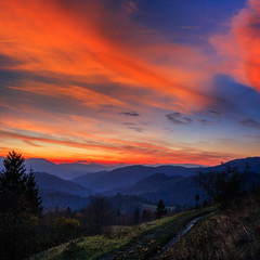 coniferous forest on a steep mountain slope in evening