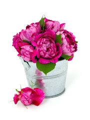striped roses in a metallic bucket