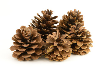 Group of Pinecones
