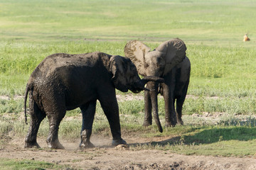 Naklejka na ściany i meble Dwie młode słonie bawiące walki