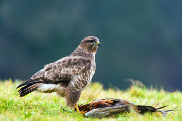 Common Buzzard