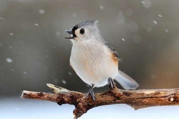 Titmouse in Snow