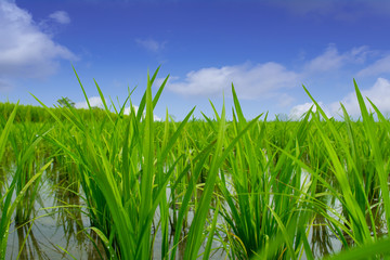 Fototapeta premium Yong Rice paddy plant with blue sky background