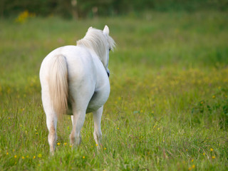 Fototapeta premium Grey Pony In Paddock