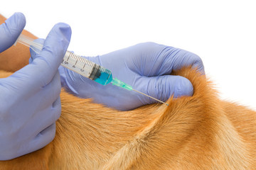 Closeup Vet giving injection the dog