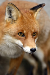Naklejka na ściany i meble Fox portret w naturalnym środowisku
