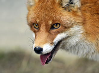 Fox portrait in natural habitat