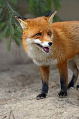 Fox portrait in natural habitat