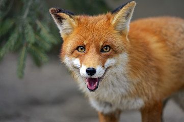 Fox portrait in natural habitat