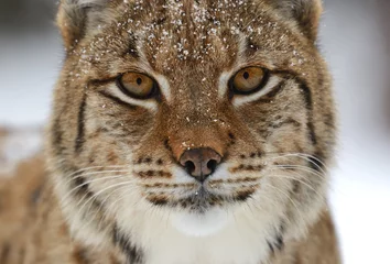 Zelfklevend Fotobehang Lynx Winterlynx