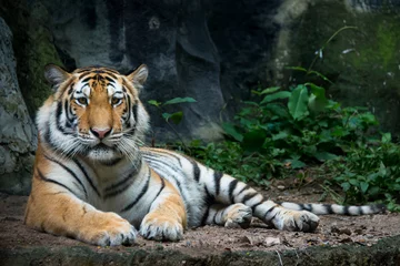 Wandaufkleber Tiger © burachet