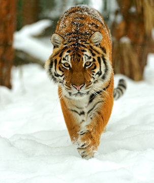 Fototapeta Portrait of a Siberian tiger