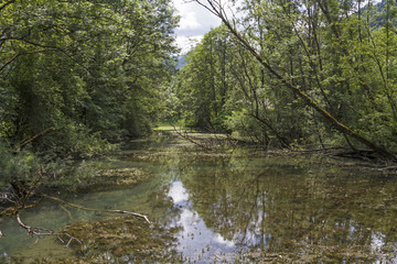Weißachbiotop