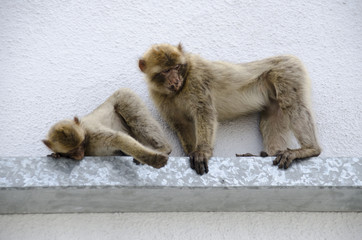 The semi-wild Barbary Macaques, Gibraltar, Europe