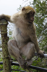 The semi-wild Barbary Macaques, Gibraltar, Europe