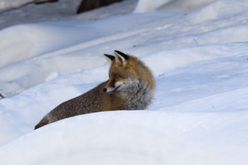 Volpe cammina nella neve
