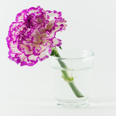 Carnation