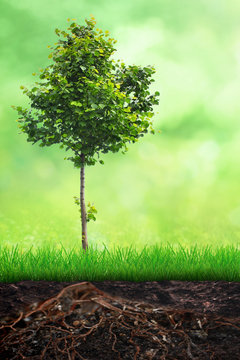 Growth concept in spring