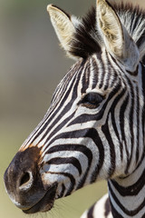 Fototapeta na wymiar Zebra Head Animal Wildlife