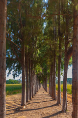 Path