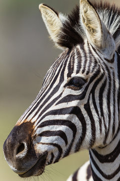 Zebra Head Animal Wildlife