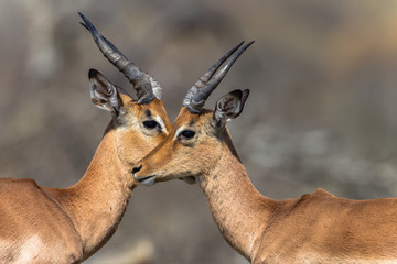 Buck Eye To Eye Wildlife