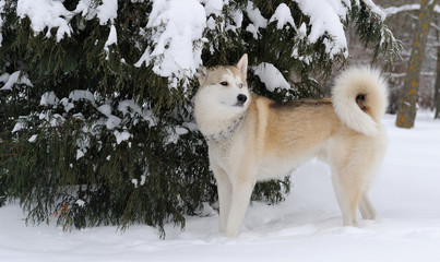 Siberian husky dog