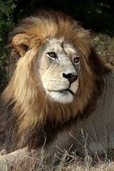 Fototapeta premium Male Lion