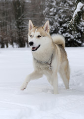Siberian husky dog