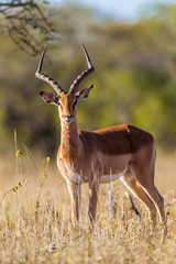 Buck Animal Wildlife
