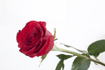 rose