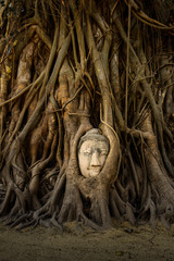 Buddha Face in Tree
