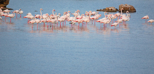 Fenicotteri rosa - Sardegna