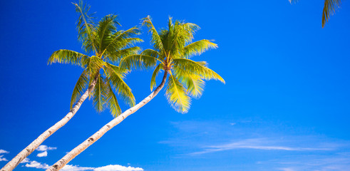 Fototapeta na wymiar Coconut Palm tree on the sandy beach in Philippines