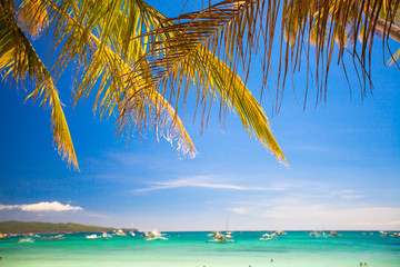 Naklejka premium Close-up Coconut Palm tree on the sandy beach