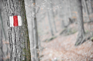 Fototapeta premium Red band sign on a tree