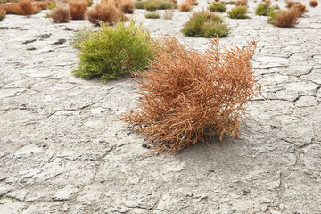 succulents growing on cracked earth