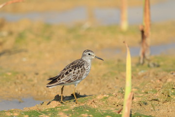 The Long-toed Stint (Calidris or Erolia subminuta ) in Japan 