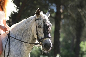 Portrait Schimmel mit Blondine