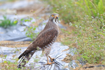 Grey-faced Buzzard (Butastur indicus) in Japan