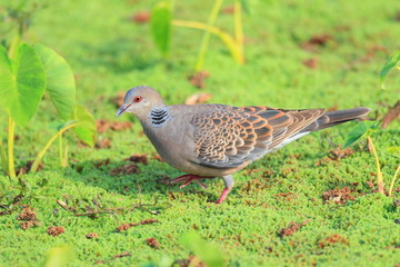 Oriental turtle dove  in Japan