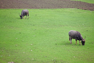 Two bull are grazing in the field