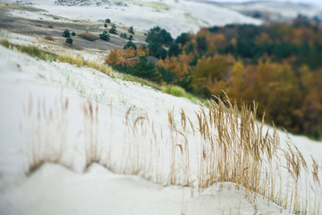 Fototapeta premium Nature landscape. Grass grows on the sand. Autumn forest on the