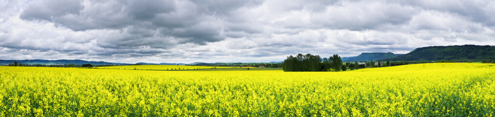 Colza fields under rainy sky