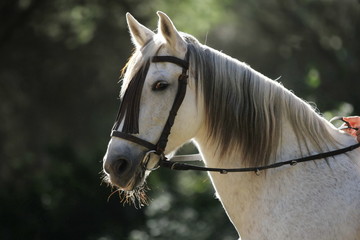 Portrait Schimmel im Wald