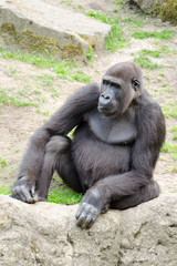 Male silverback gorilla, single mammal on grass