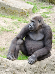 Male silverback gorilla, single mammal on grass