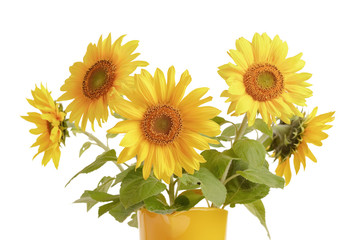 Obraz premium Sunflowers in yellow pitcher