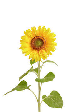 Sunflower on white background