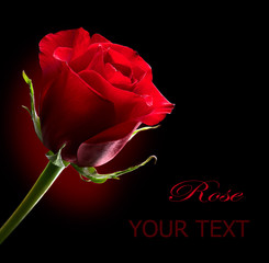 Red Rose Flower isolated on Black. St. Valentine's Day